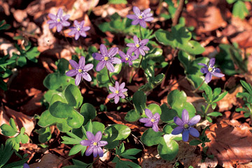 Blå anemone