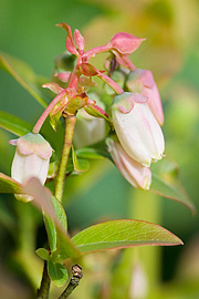 Blåbær i blomst