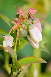 Blåbær i blomst