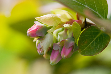 blåbær blomster er flotte