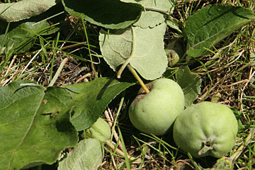 nedfaldne æbler og blade