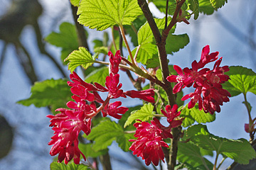 Blodribs, Ribes sanguineum, har røde blomster