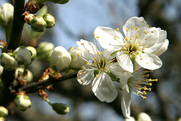 blomme i blomst