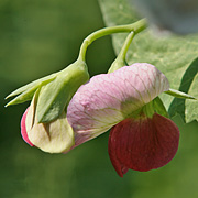 ærteblomster