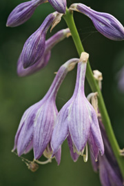 Hosta blomst