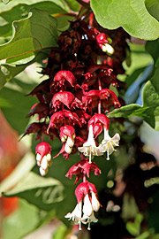 Leycesteria har små hvide blomster siddende i hængende stande.