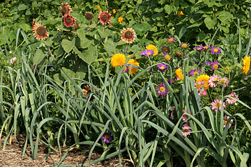 Sommerblomster i køkkenhaven mellem porrer.