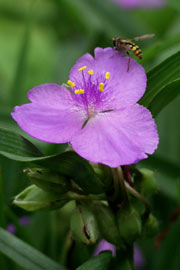 Blomsterjøde