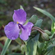 Blomsterjøde