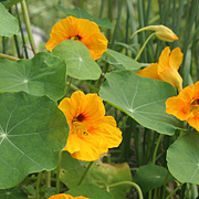 Blomsterkarsens blomster og blade kan bruges i salatskålen.