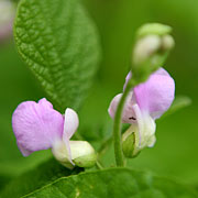 Bønneblomster