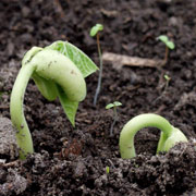 Bønnekimplanter