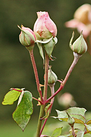 I Haven ved Landbohøjskolen står denne Bourbonrose og blomstrer i januar. Det er sorten ’Souve