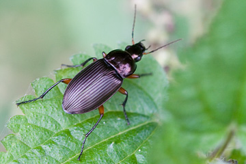 Poecilus cupreus