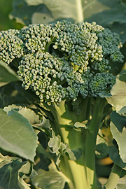 broccoli