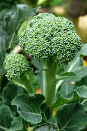 Broccolisideskud