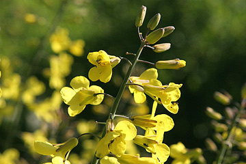 Broccoliblomster