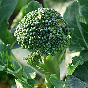 Broccoliskud
