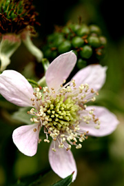 Brombærblomster er meget smukke