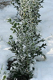 En nyplantet buksbomhæk med sne.