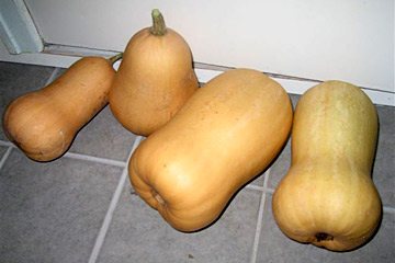 Butternut græskar i moden tilstand