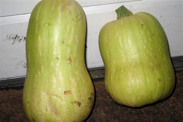 Butternut plukkes grønne og umodne.