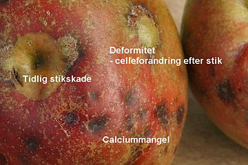 calciummangel stikskader