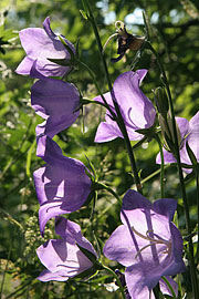 Campanula