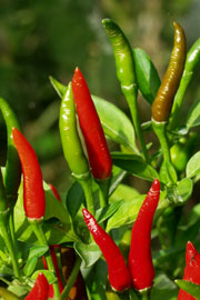 Chili Piment de Cayenne