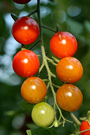 Cherrytomater bliver mere søde sidst på sæsonen.