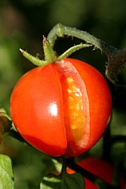 tomat revnet