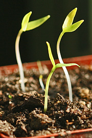 Spæde kimplanter af chili