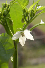 Blomstrende chiliplante.