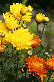 Chrysantemum i gul og bronze