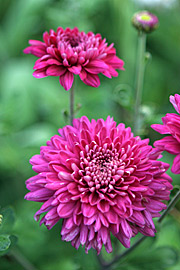 Smuk chrysantemum i efterårshaven