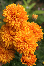 Bronzefarvede chrysantemum