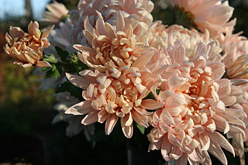 Chrysantemum