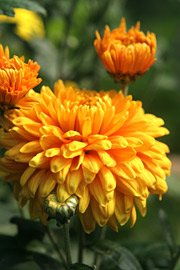 En bronzefarvet chrysantemum