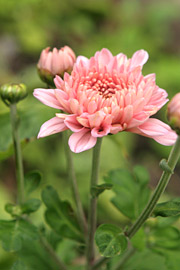 Chrysantemum hører efteråret til