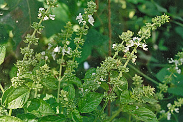 Citron basilikum, Ocimum. basilicum var. citriodorum.