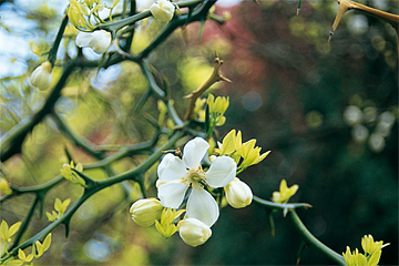 Citronblomster