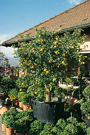 Citronblomster