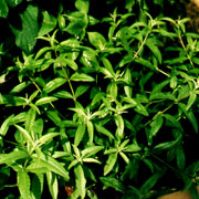 Citronverbena