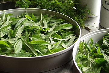 citronverbena