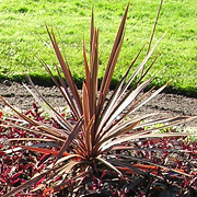 Stammekordyline, Cordyline australis