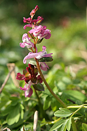 Hulrodet Lærkespore, Corydalis cava, er en fin lille vildstaude til havens skovbundsbed.