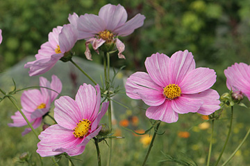 Cosmos er en af dem mest taknemmelige sommerblomster at dyrke