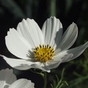 cosmos