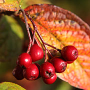 Cotoneaster