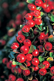 Cotoneaster